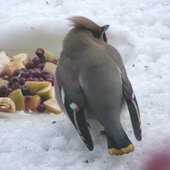 Январь в Сихотэ-Алинском заповеднике – холодный и ветреный