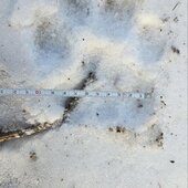 Январь в Сихотэ-Алинском заповеднике – холодный и ветреный