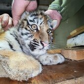 Январь в Сихотэ-Алинском заповеднике – холодный и ветреный