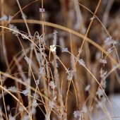Январь в Сихотэ-Алинском заповеднике – холодный и ветреный