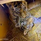 Январь в Сихотэ-Алинском заповеднике – холодный и ветреный
