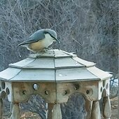 Декабрь в Сихотэ-Алинском заповеднике – начало суровой зимы