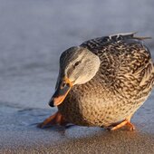 Декабрь в Сихотэ-Алинском заповеднике – начало суровой зимы