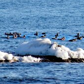 Декабрь в Сихотэ-Алинском заповеднике – начало суровой зимы