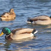 Декабрь в Сихотэ-Алинском заповеднике – начало суровой зимы