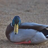 Декабрь в Сихотэ-Алинском заповеднике – начало суровой зимы
