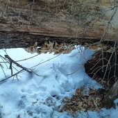 Декабрь в Сихотэ-Алинском заповеднике – начало суровой зимы