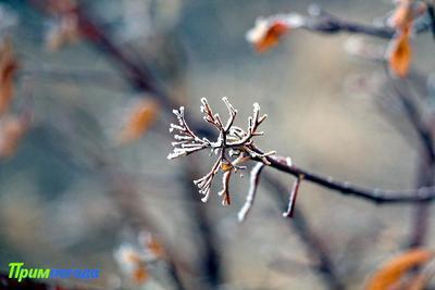 Ночные морозы окрепнут в Приморье до - 27 °С