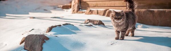 Слабые морозы ожидаются в Приморье в последнюю неделю февраля