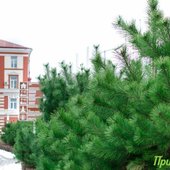Первый день зимы в Приморье будет морозным