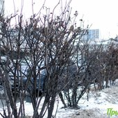 Первый день зимы в Приморье будет морозным