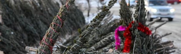 Более 130 ёлочных базаров откроется в Приморье в середине декабря