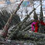 Более 130 ёлочных базаров откроется в Приморье в середине декабря