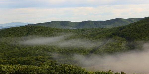 Более 600 гектаров леса высажено в Приморье