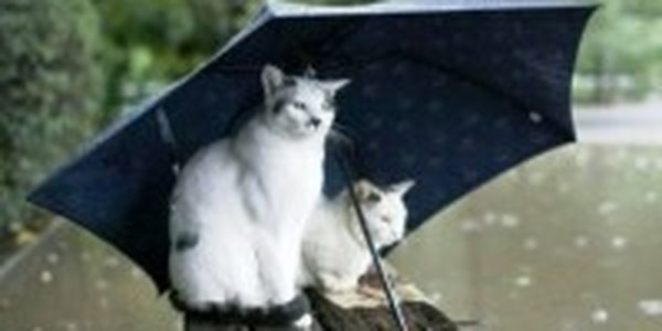 Сегодня в крае идут дожди