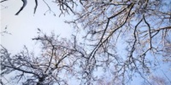 Последние выходные января пройдут без осадков