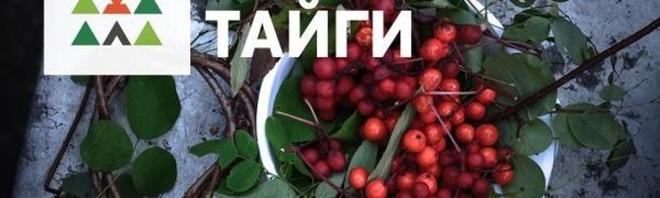 Фестиваль тайги TaigaFest впервые пройдёт в Приморье