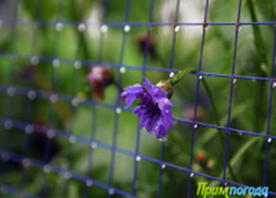 В пятницу в Приморье будет холодно и сыро