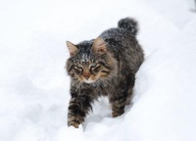 Морозная Чехия для любителей экстрима