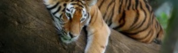 Экологи пересчитают до конца марта краснокнижных тигров в Приморье