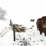 Сильные снегопады накрыли Европу