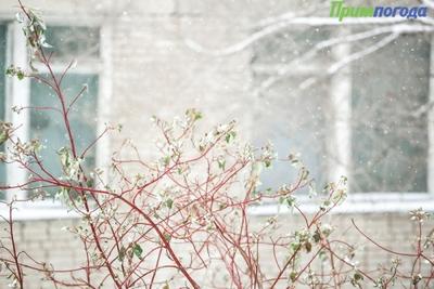 Завтра в Приморье пройдёт небольшой снег, местами с дождём