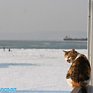 Выходные во Владивостоке будут морозными и ветреными
