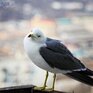 В пятницу во Владивостоке сохранится облачная погода