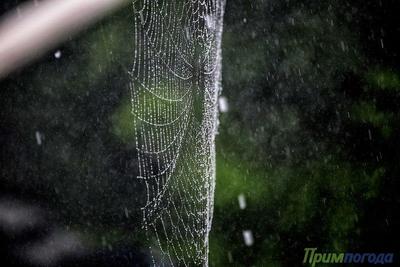 На следующей неделе в Приморье будет дождливо