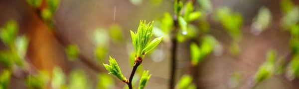 Начало недели в Приморье будет дождливым