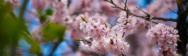 В Приморье воздух прогреется до +25 °С