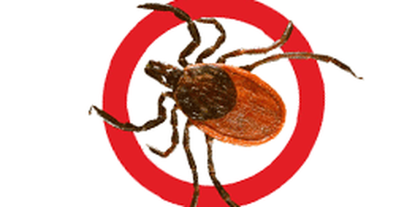 Осторожно! Клещи