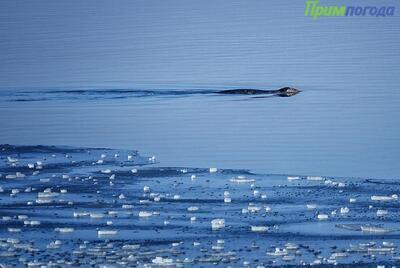В воскресенье во Владивостоке снова потеплеет до 0°С