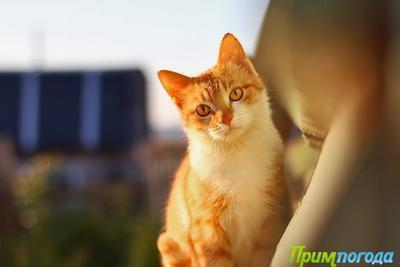 Умеренно тёплая первая декада декабря была в большинстве районов Приморья