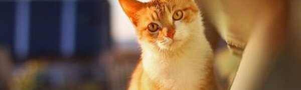 Умеренно тёплая первая декада декабря была в большинстве районов Приморья