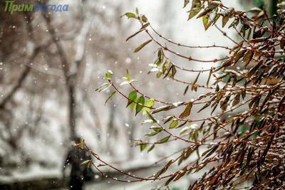 Погода в Приморье на следующей неделе будет переменчивой