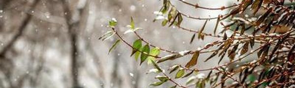 Дождь со снегом ожидаются в Приморье в пятницу