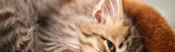 Услуга по аренде котов появилась в Киеве