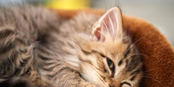 Услуга по аренде котов появилась в Киеве