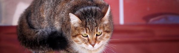 В Приморье продолжат крепчать морозы и усилится ветер