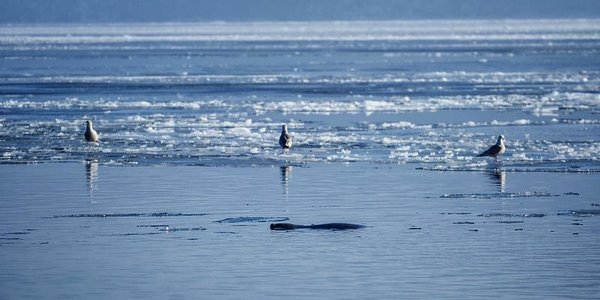 Курс на весну: в Приморье увеличивается суточный ход температуры