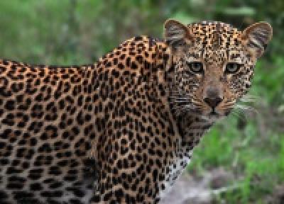WWF будет следить за местами обитания леопардов через видеокамеры WWF будет следить за местами обитания леопардов через видеокамеры