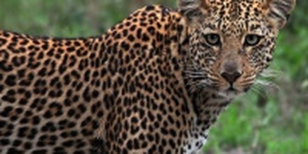 WWF будет следить за местами обитания леопардов через видеокамеры