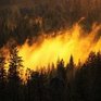 Пострадавшие от пожаров леса будут восстановлены в 2013 году