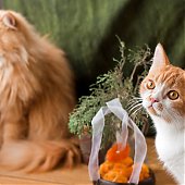 Мандариновый конкурс на Примпогоде!