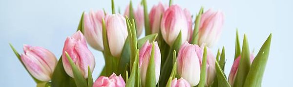 Выходные на 8 марта 2018: как отдыхаем в Международный женский день?
