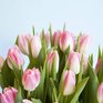 Выходные на 8 марта 2018: как отдыхаем в Международный женский день?