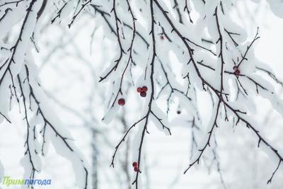 В первый день весны Владивосток накроет снегом