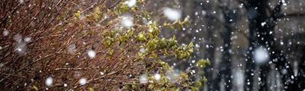 В пятницу циклон принесет в Приморье осадки в виде дождя и мокрого снега, на побережье усилится ветер