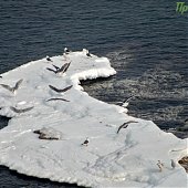 Выходные с Примпогодой: Мыс Тобизина